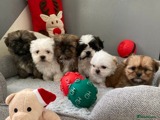 Shih Tzu dogs Beautiful Shiah tzu puppies - Advert 3