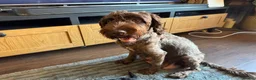 Cockapoo dogs for sale: 7 Gorgeous cockapoo Puppies  in Derby - Advert 8