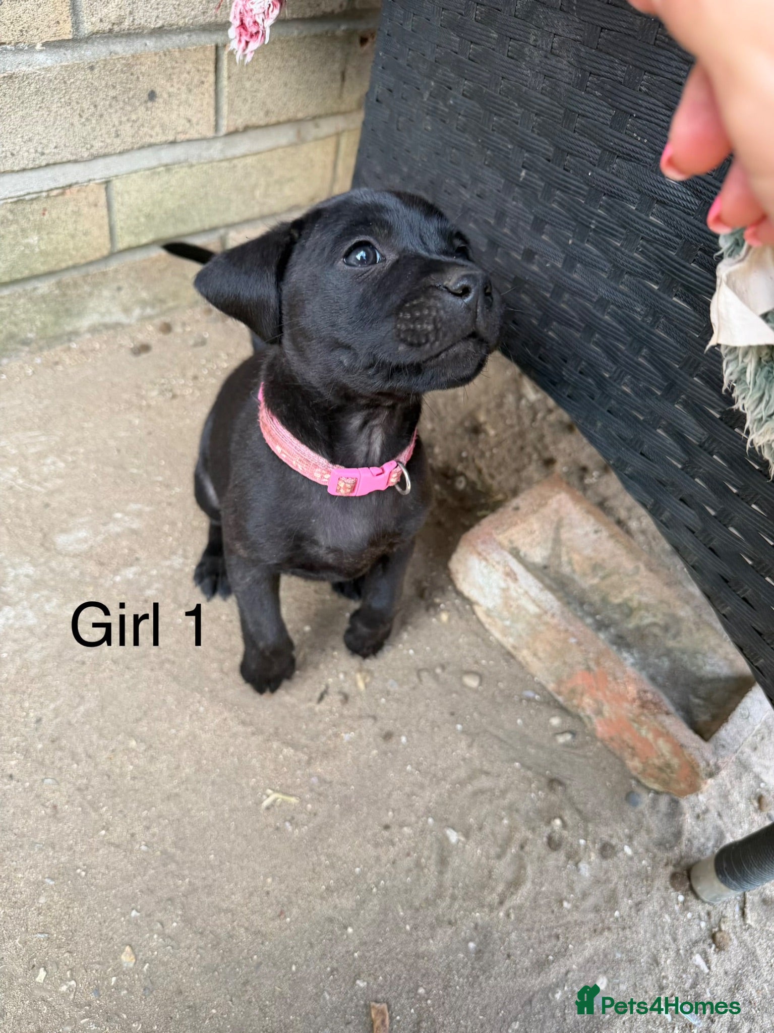 Staffordshire Bull Terrier dogs 9 Staff puppies - Advert 4