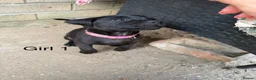 Staffordshire Bull Terrier dogs for sale: 9 Staff puppies - Advert 1