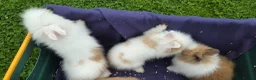 Lionhead rabbits for sale: Gorgeous purebred lionhead rabbits - Advert 9