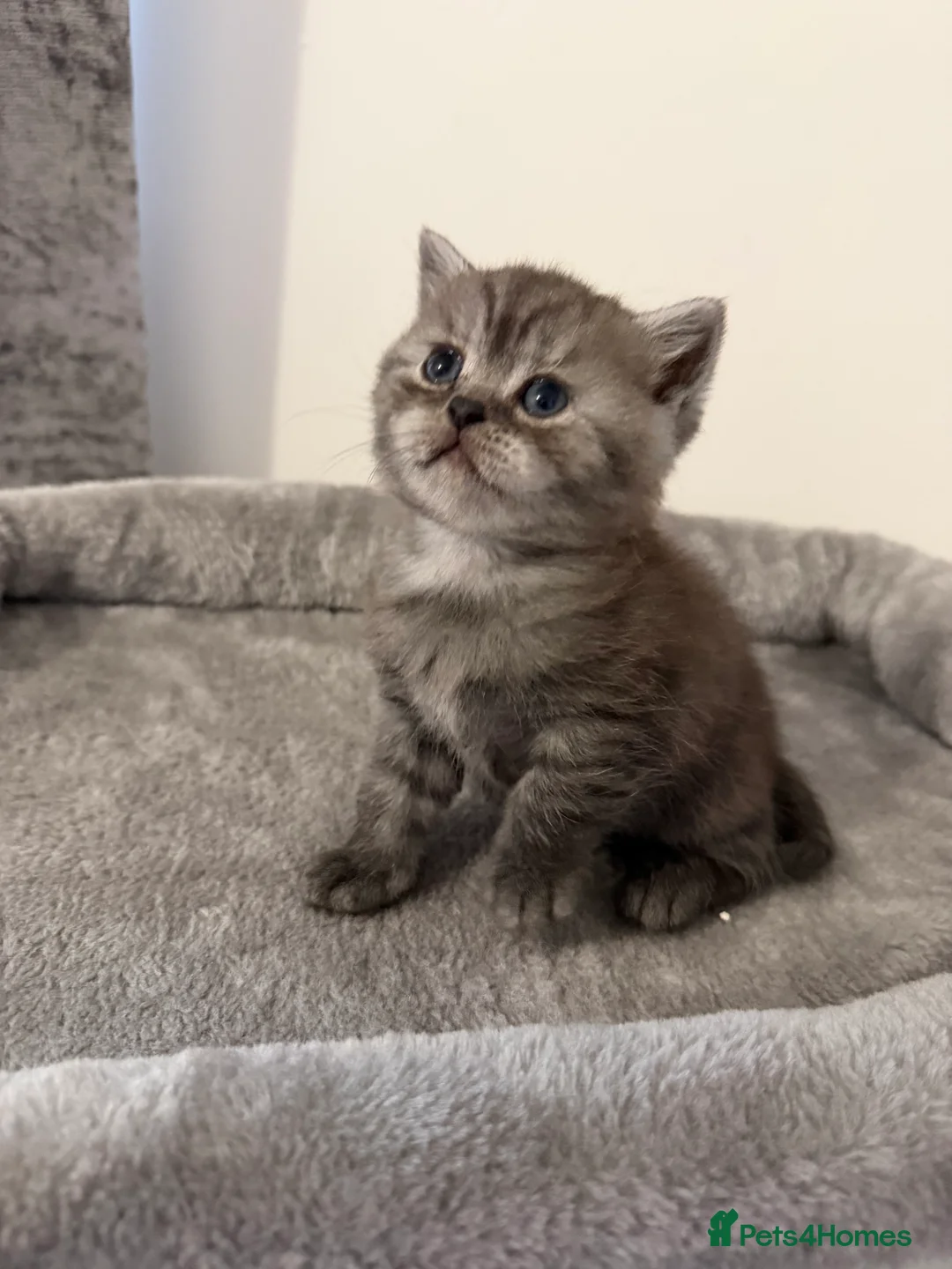 Scottish Fold cats for sale: Scottish fold female kitten pure breed in London - Advert 6