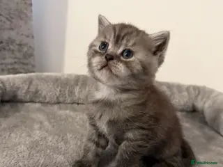 Scottish Fold cats Scottish fold female kitten pure breed - Advert 3