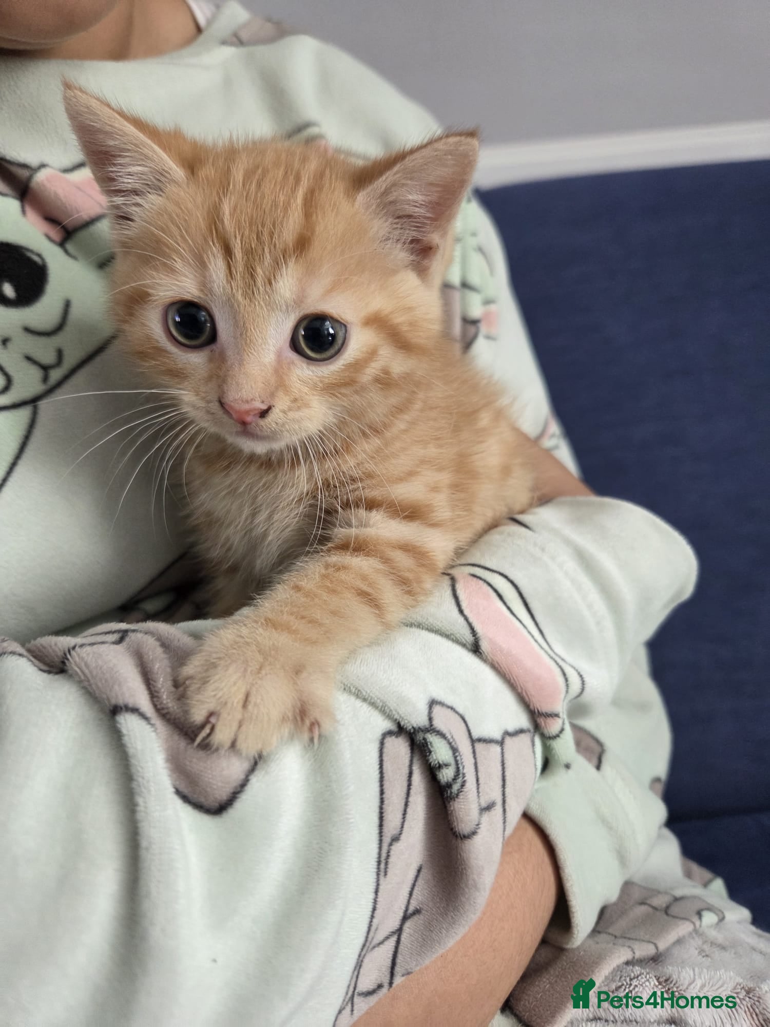 Domestic Shorthair cats Only one kittens  - Advert 16