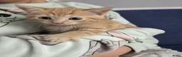 Domestic Shorthair cats for sale: Only one kittens  - Advert 1
