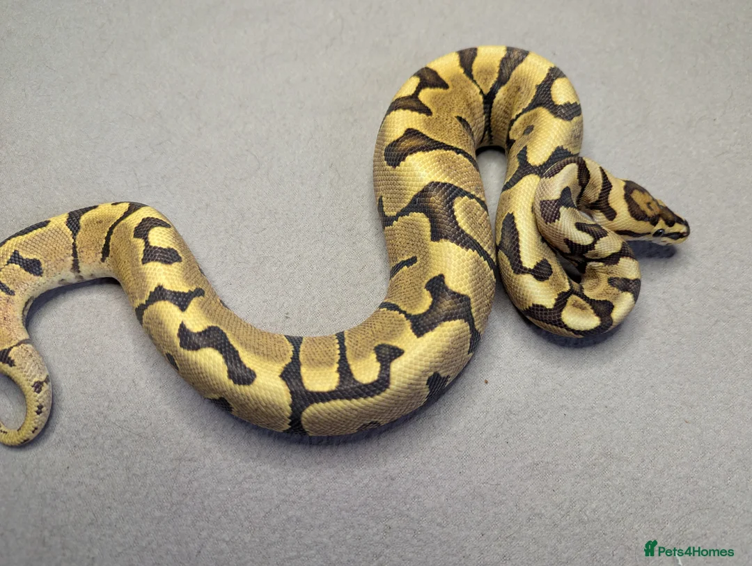 Python Snake reptiles for sale: 2025 Royal Python Hatchlings  - Advert 13