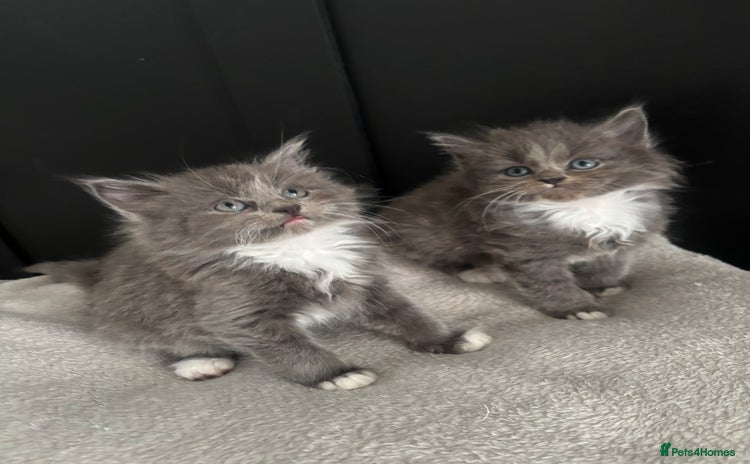 Mixed Breed cats - Advert 7