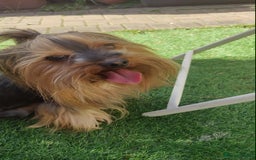 Yorkshire Terrier dogs for sale: Outstanding RARE Yorkshire terrier chocolate  - Image 15