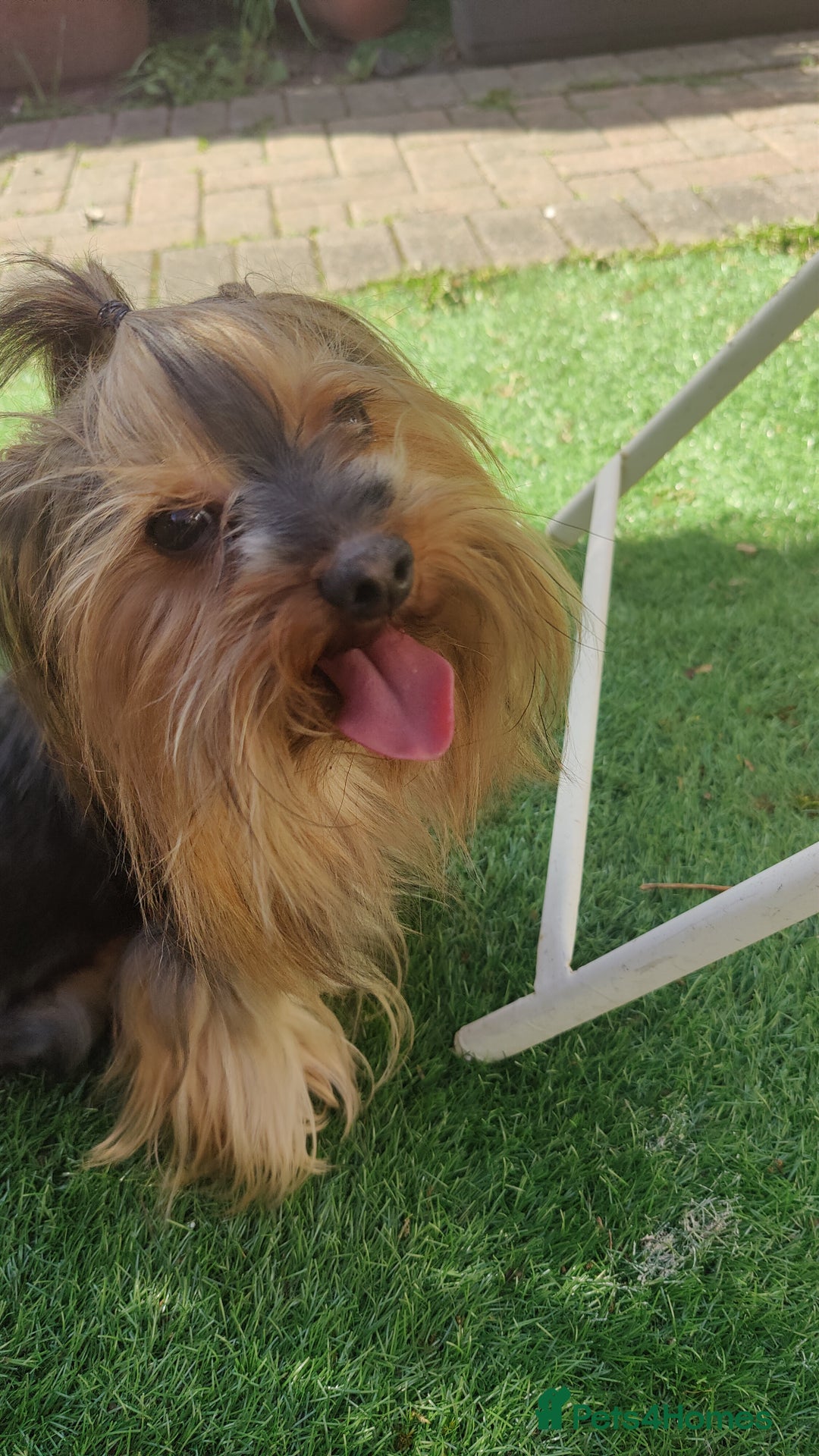 Yorkshire Terrier dogs for sale: Outstanding RARE Yorkshire terrier chocolate  - Image 15