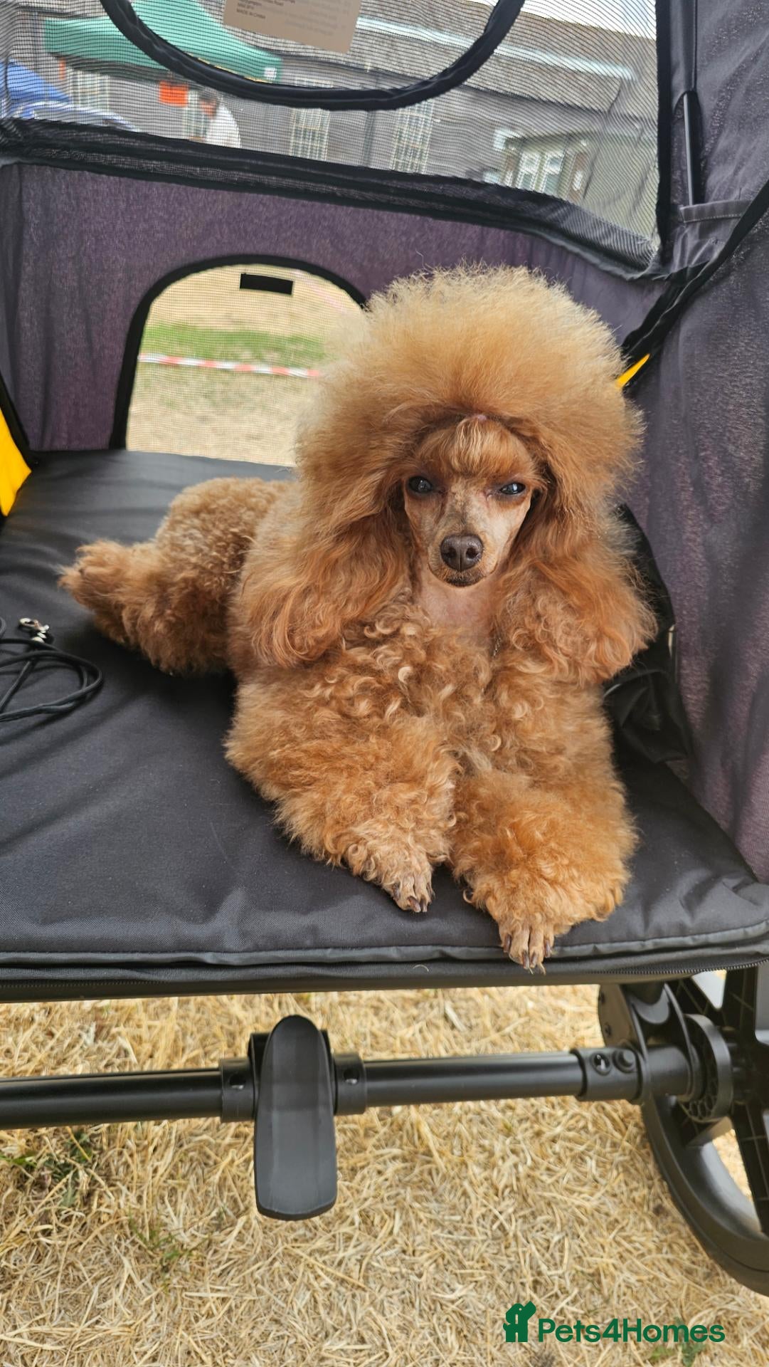 Toy Poodle dogs CH blood line, red toy poodles, Crufts  - Advert 1