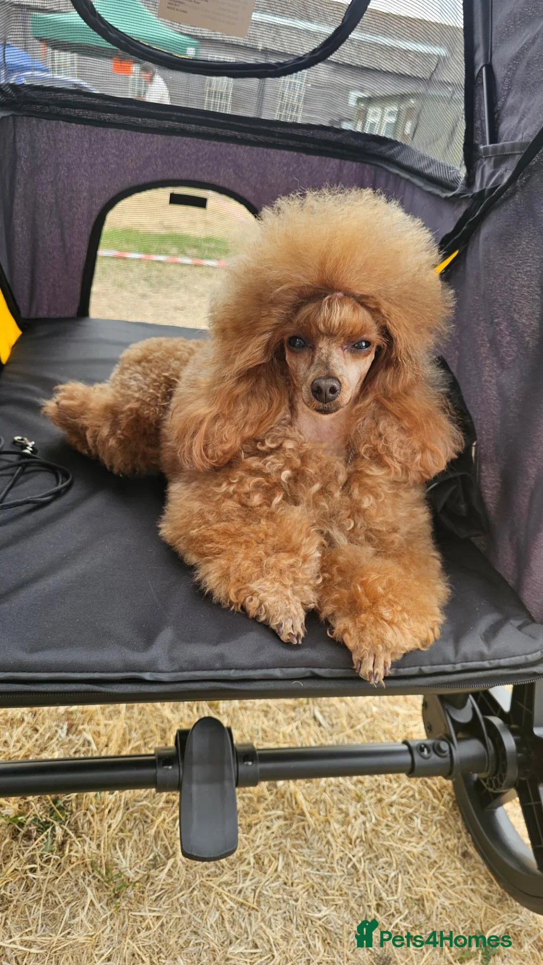 Toy Poodle dogs for sale: CH blood line, red toy poodles, Crufts  - Advert 1