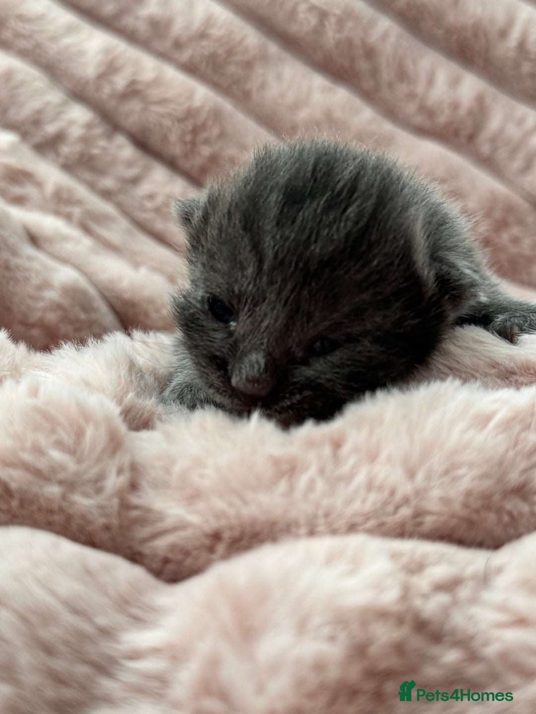 Mixed Breed cats for sale: 4 Lovely Kittens Almost Ready For Adoption - Advert 6