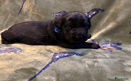 Labrador Retriever dogs for sale: Kc black Labrador puppies - Advert 13