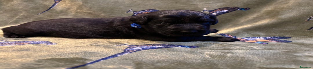 Labrador Retriever Puppy 1