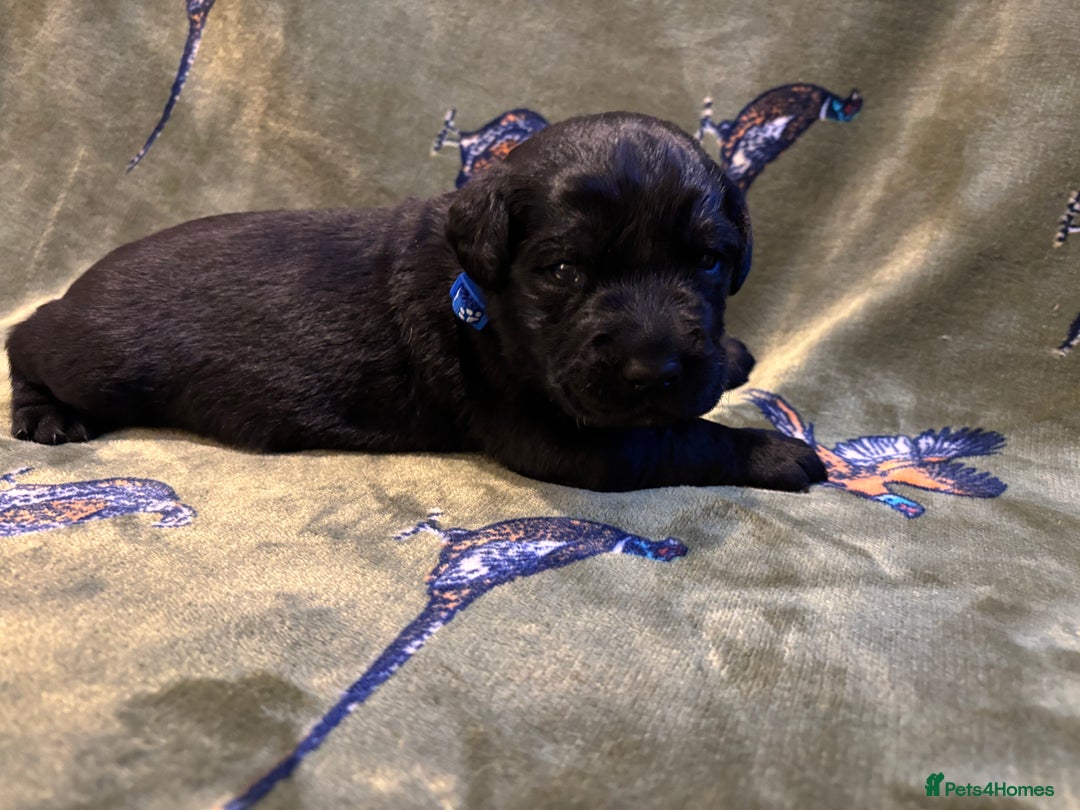 Labrador Retriever dogs for sale: Kc black Labrador puppies - Advert 13