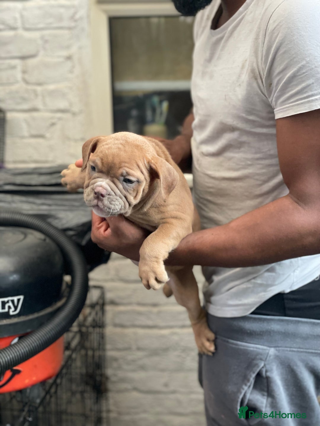 English Bulldog dogs for sale: Old British bull puppies - Image 9