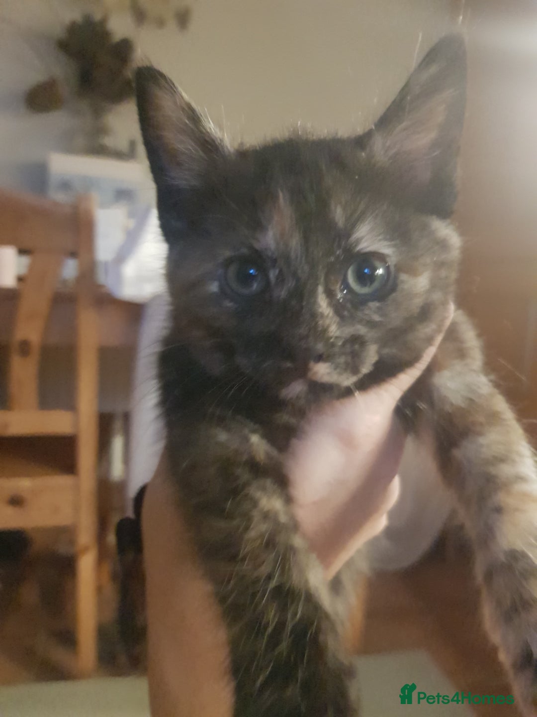 Brazilian Shorthair cats for sale: 9 week old kitten female.  - Advert 2