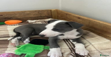Whippet dogs - Advert 15