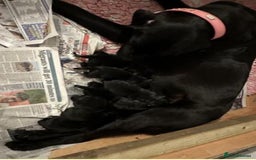 Labrador Retriever dogs for sale: World class show champion KC reg Labradors - Image 2