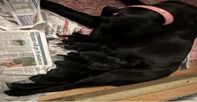 Labrador Retriever dogs - Advert 10