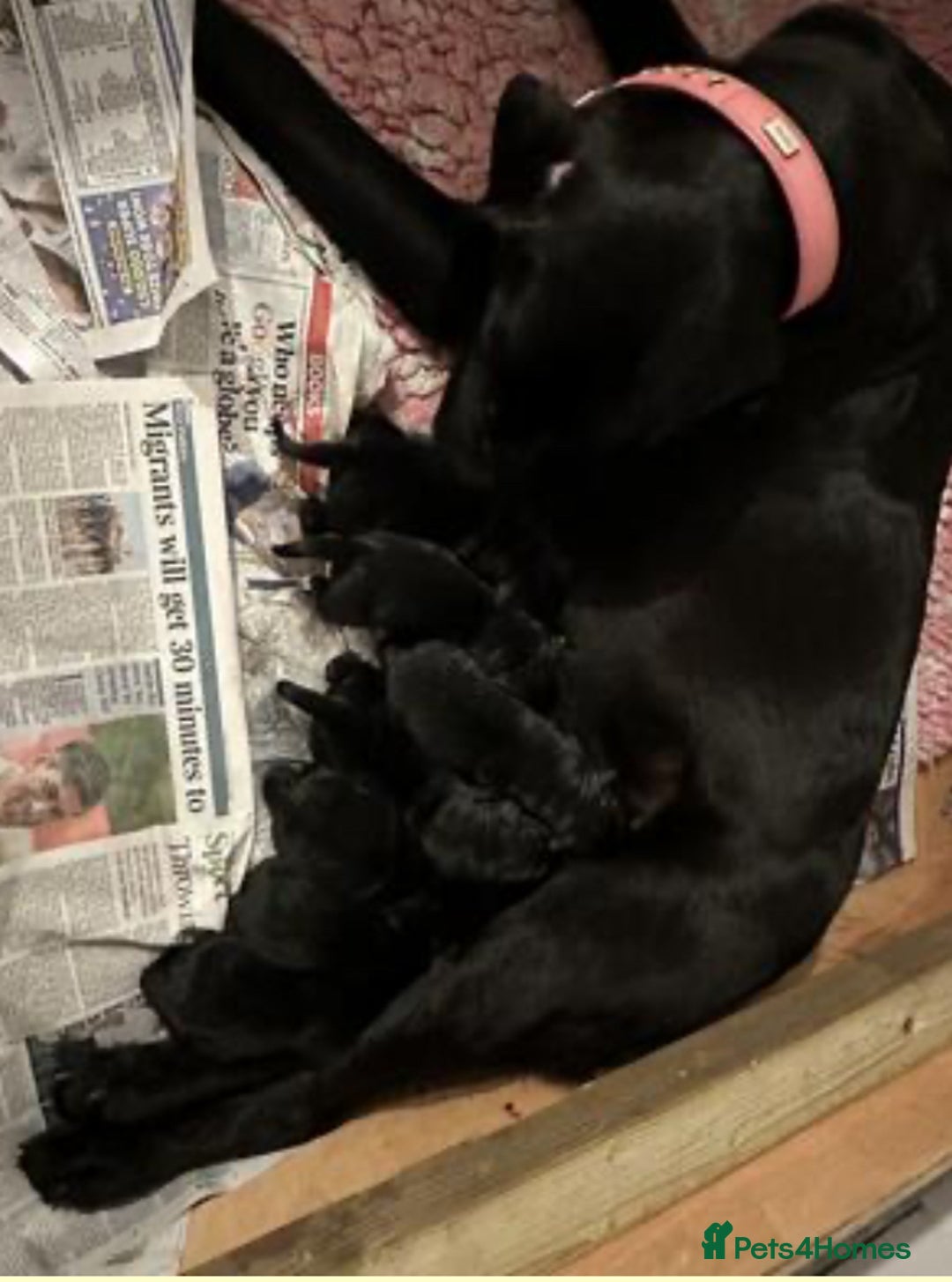 Labrador Retriever dogs for sale: World class show champion KC reg Labradors - Image 2