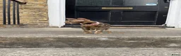 Bengal cats for sale: Ready TO LEAVE ! PURE TICA BENGALS - Advert 22