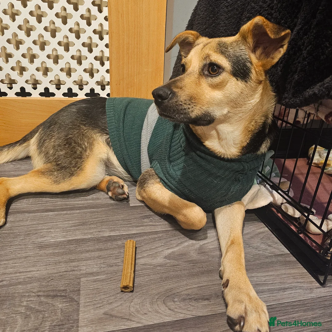 Mixed Breed dogs for sale: Rehoming Honey ❤️ - Advert 2