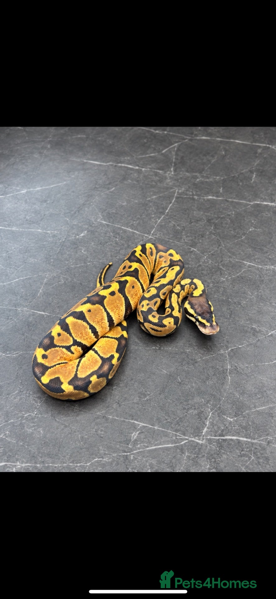Python Snake reptiles New snakes added! - Hatchling Ball Pythons.  - Advert 1