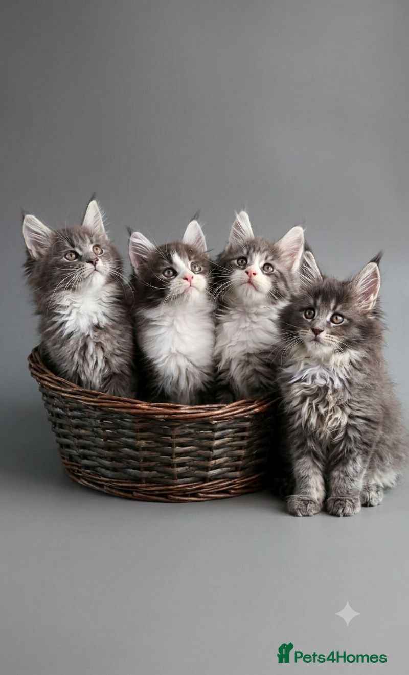 Maine Coon cats TICA Registered Maine Coon Kittens - Advert 1