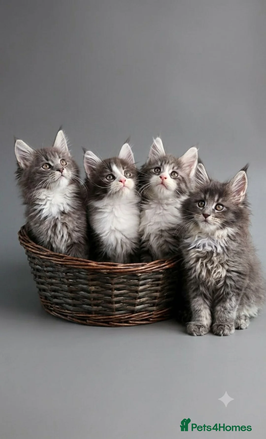 Maine Coon cats for sale: TICA Registered Maine Coon Kittens - Advert 1