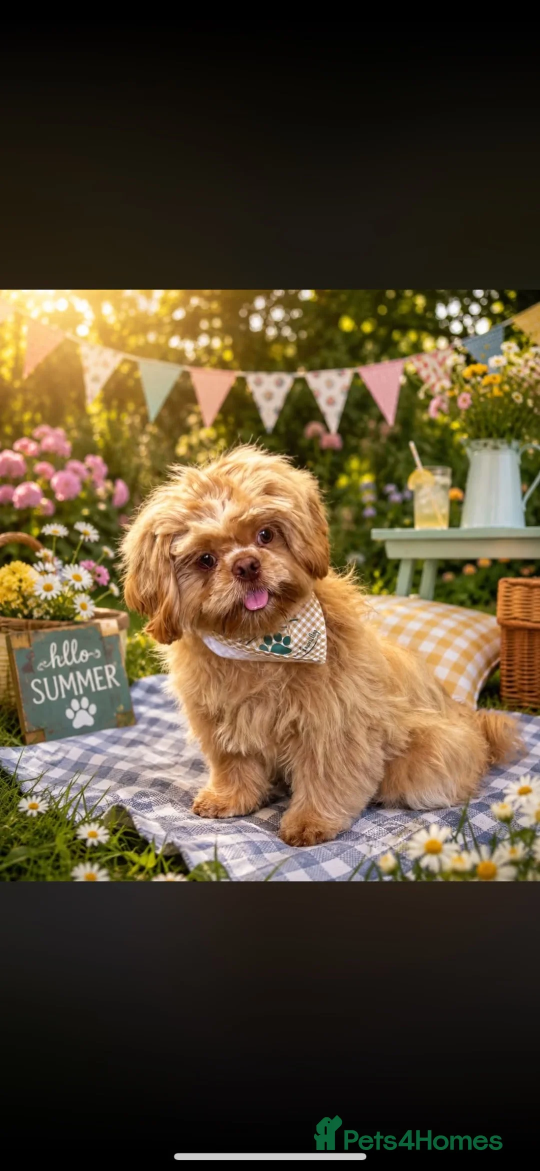 Shih Tzu dogs for sale: Prince and Toast Shih Tzu 8 months old  - Advert 2