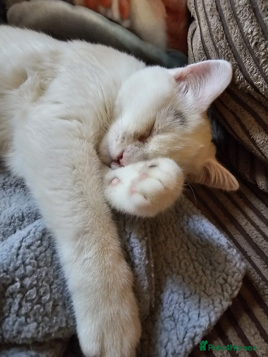 Mixed Breed cats for adoption: Special Nova needs a special indoor home - Advert 19