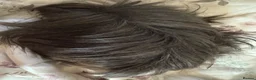 Guinea Pig rodents for sale: Peuivain guinea pig sows x 2 one boar  - Advert 4