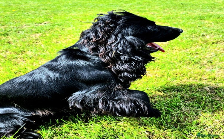 Cocker Spaniel dogs - Advert 1