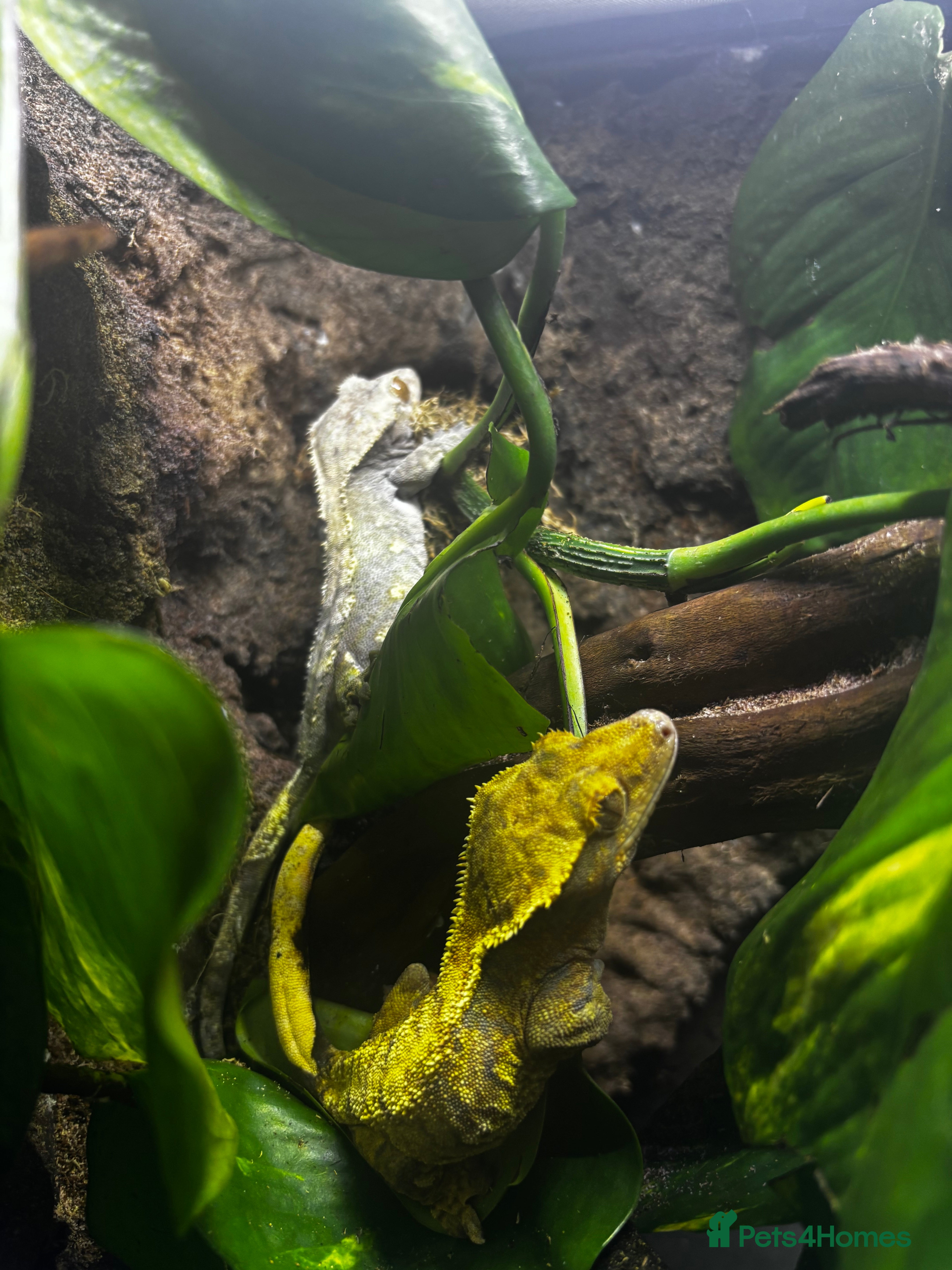 Gecko reptiles Exo terra 60x45x90 + trio of crested geckos  - Advert 1