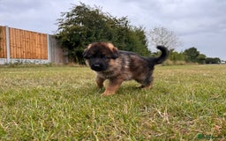 German Shepherd dogs for sale: Last stunning male puppy available  - Image 9