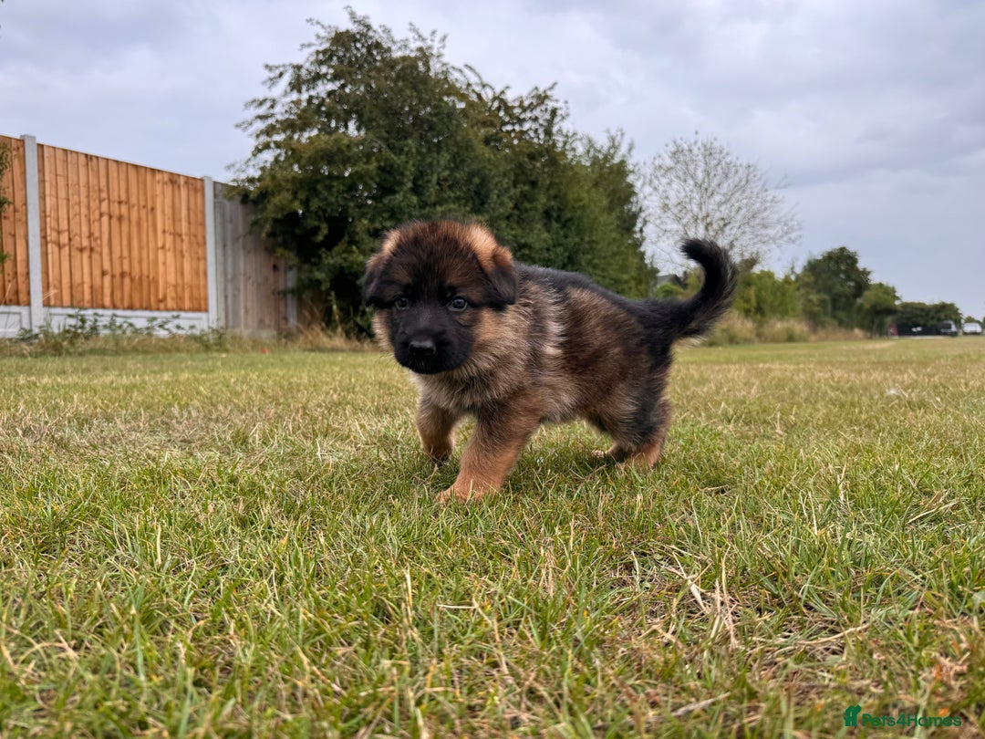 German Shepherd dogs for sale: Last stunning male puppy available  - Image 9