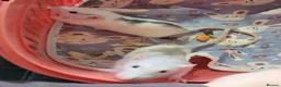 Rat rodents for sale: 2 baby male rats - Advert 3