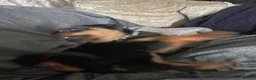 Rottweiler dogs for sale: Rottweiler Puppies - Advert 8