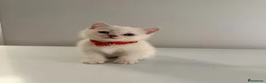 Red Watermelon Collar (Female, Straight ears)