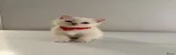 Scottish Fold cats for sale: ⭐️ 5 Beautiful Scottish Folds! ⭐️ - Advert 14