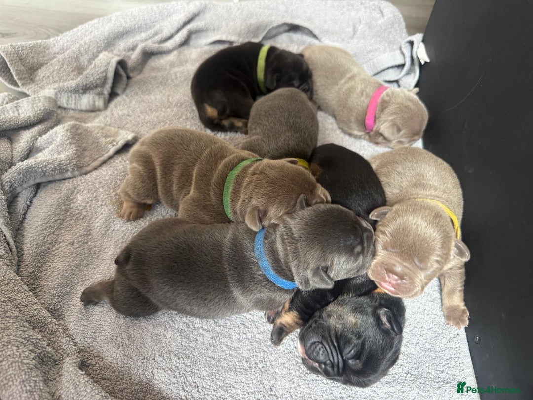 English Bulldog dogs for sale: Outstanding English, bulldog puppies - Image 1