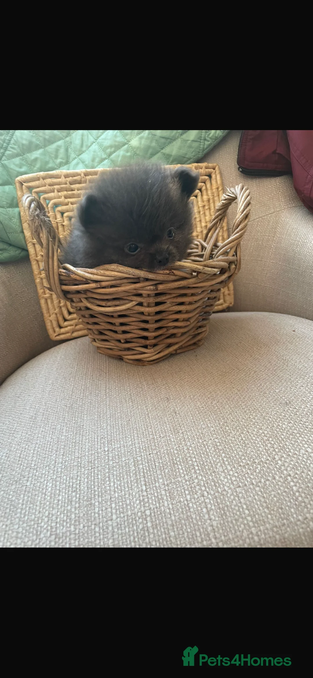 Pomchi dogs for sale: Pomchi - Advert 3