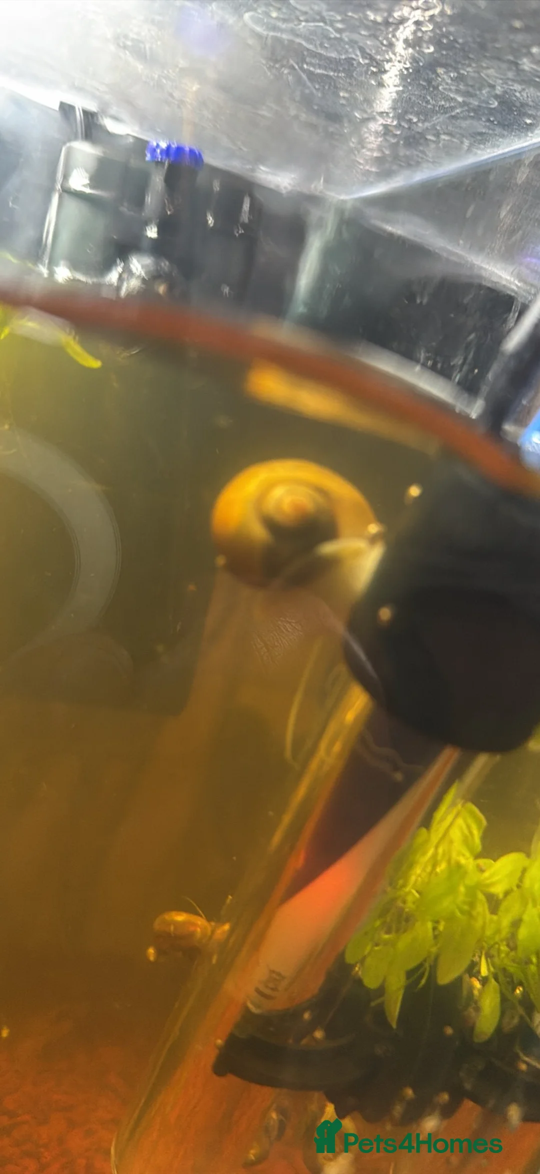 Snails fish for sale: Mystery snails for sale in Sheffield - Advert 2