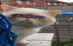 Exotic cats for sale: Outstanding Exotic Persian  - Image 15