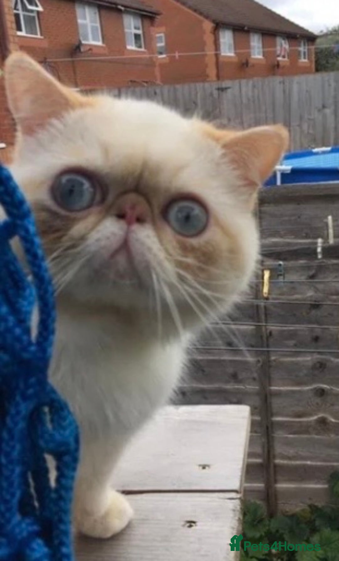 Exotic cats for sale: Outstanding Exotic Persian  - Image 15