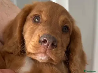 Cocker Spaniel dogs 2 Boys Ready to Re home Cockers - Advert 5