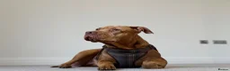 Mixed Breed dogs for sale: Cane corso X staffy X American bulldog  in Malmesbury - Advert 2