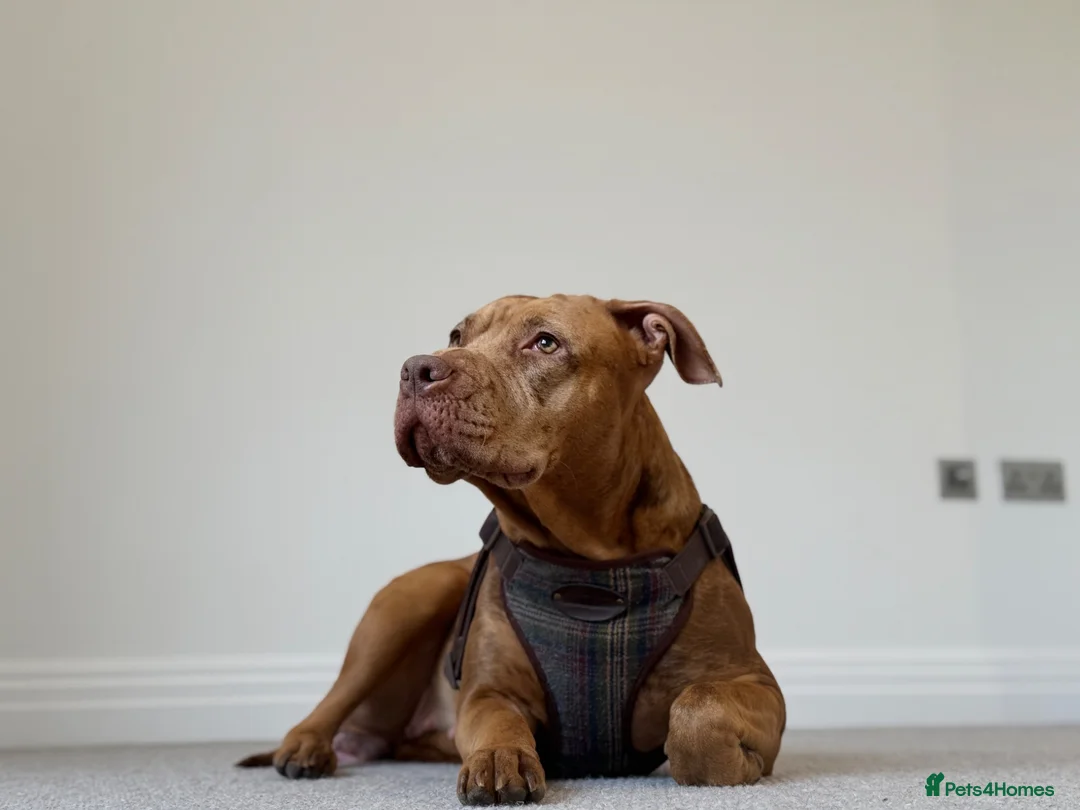 Mixed Breed dogs for sale: Cane corso X staffy X American bulldog  in Malmesbury - Advert 2