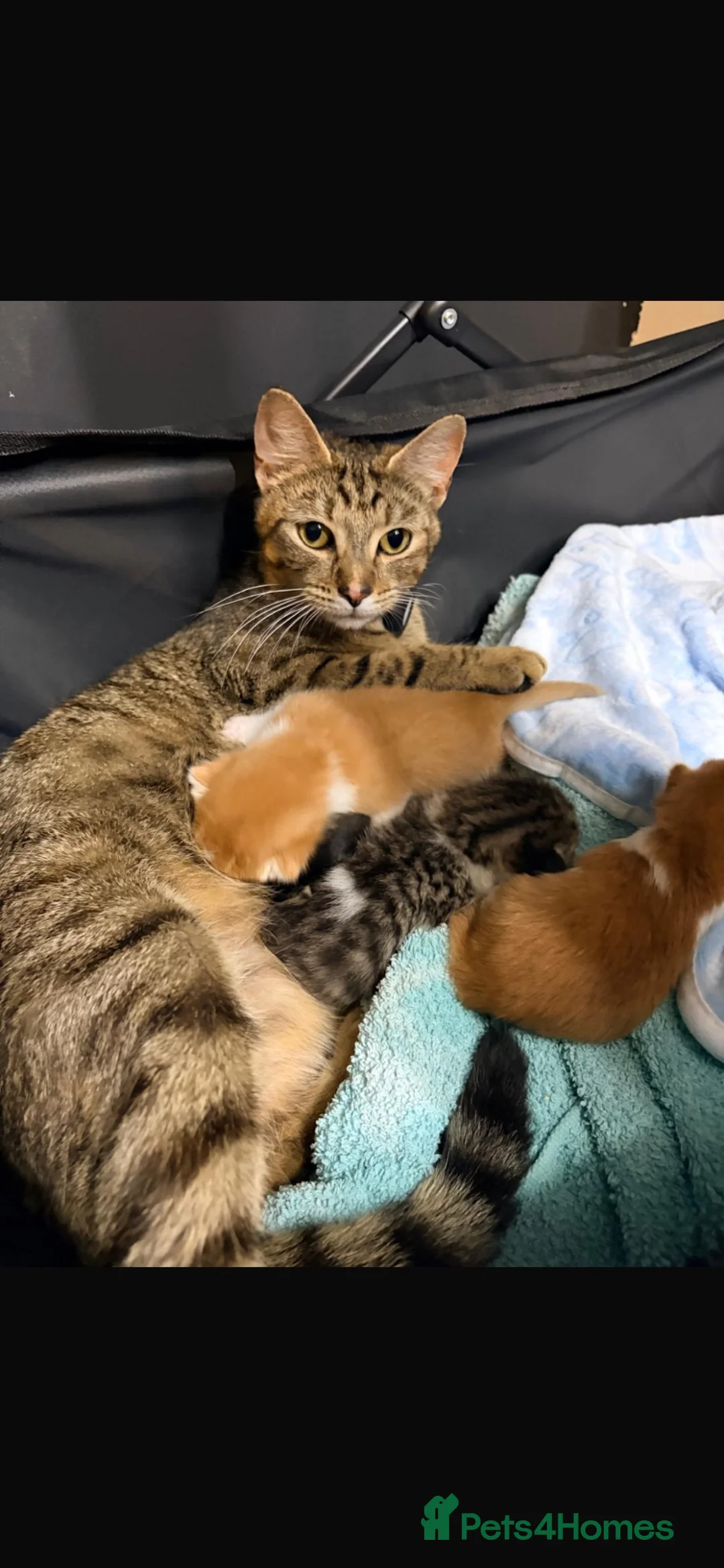 Mixed Breed cats for sale: X4 male kittens  in Hornsea - Advert 26